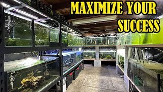 How To Breed Fish For Profit Beginners Guide [upl. by Artemisa823]