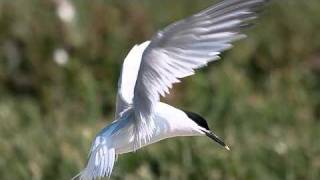 Taking a look at Terns 2 Roseate Sandwich and Little Tern [upl. by Pelson]