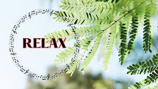 Música Relajante🎶 Meditación Profunda🌺 Reduce la ansiedad Sounds for Meditation🧘 relaxingmusic [upl. by Ecinereb784]