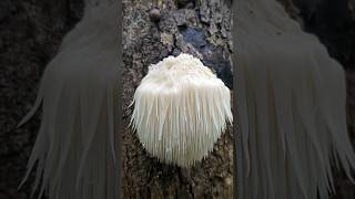 Lions Mane Hericium erinaceus Bearded hedgehog Many health benefits nature fungus foraging [upl. by Kaila]