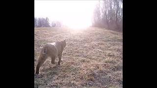 Bobcat Walks into the Sunset [upl. by Elwee]