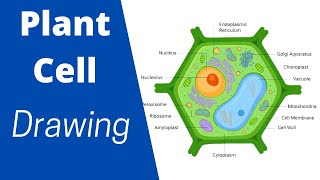 Plant Cell Diagram  How to draw Plant cell diagram  biology cell structure [upl. by Myers]