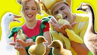 فوزي موزي وتوتي – أغنية البطة – Duck song [upl. by Handal]