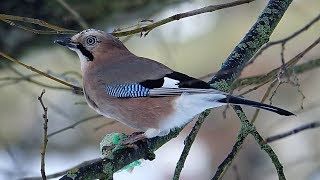 Sojka obecná Garrulus glandarius Eurasian jay Сойка Eichelhäher Sójka zwyczajna Sojka obyčajná [upl. by Elrem241]