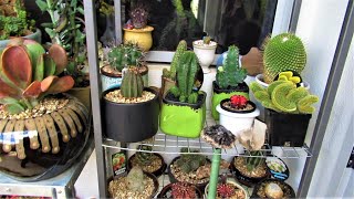 Cactus amp Making Crested Succulents  VLOG 34 Succulents amp Coffee w Liz [upl. by Pammy]