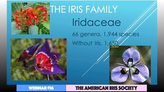 Webinar 36 “A Romp Through the Iris Family” by Bob Pries [upl. by Maitland]