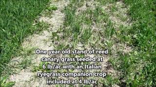 Reed canary grass in the year after establishment with and without various companion crops [upl. by Klemens]