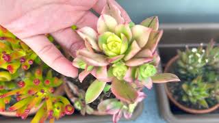 Aeonium haworthii pinwheel kiwi Succulent  Propagation  Part 1 [upl. by Drofnas448]