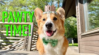 10th BIRTHDAY  Topi the Corgi [upl. by Hcra]