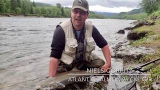 Salmon fishing on the Gaula river 2017  Catch and release beat Evjen [upl. by Mauralia417]