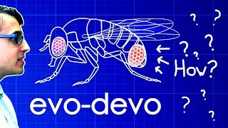 EvoDevo Despacito Biology Parody  A Capella Science [upl. by Ecnerat210]