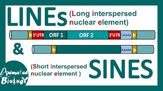 LINEs and SINEs  Poly A retrotransposon  Genetic organization of LINE and SINE  Mol bio [upl. by Nawuj188]