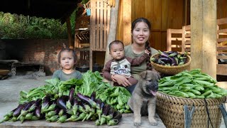 Harvest green vegetables and eggplants to sell at the market  cook with your children [upl. by Ahen]