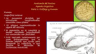 Aparato Digestivo del Bovino Parte 3 Esófago y Rumen [upl. by Cresida]