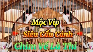 2 Siêu Phẩm Mộc Víp  Siêu Cầu Cánh  Hàng Tố Chất Về Cho Ae Gột Giàn  Phí Rẻ Cho Ae Giao Lưu [upl. by Tomaso]