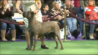 2015 Westminster Cane Corso Breed Judging [upl. by Siuraj]