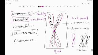 chromosome chromatin chromomere chromonemata Nucleus NucleolusNuclein Nucleolus poreNuclein [upl. by Ylrebmit31]