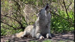 Gray Wolf Howls A Spring Song [upl. by Reamonn387]