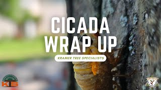 Cicada Season WrapUp Assessing Tree Damage and Recovery Tips [upl. by Brom]