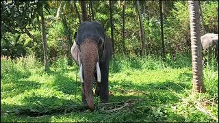 മരുതൂർകുളങ്ങര മഹാദേവൻ  MARUTHUR KULANGARA MAHADEVAN ELEPHANT [upl. by Coumas647]