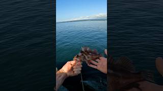 Rock fishing off a North Coast Jetty shorts fishing fish [upl. by Rianna451]