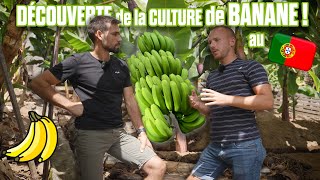 🍌 🤠BANANE sur LILE DE MADERE au PORTUGAL 🇵🇹  VACANCES ✌🏻😎 [upl. by Siol]