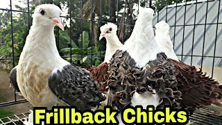 FRILLBACK chicks at kerala Marks pigeon fancy pigeon chicks bird eye [upl. by Seto]