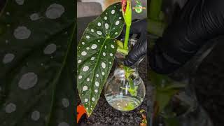 Houseplant Water Propagation  Begonia Maculata houseplant begonia thegreenearth [upl. by Saxet]