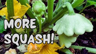 How to Hand Pollinate Squash Plants for Better Yields [upl. by Martinelli69]