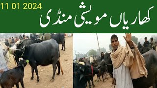 kharian moweshi Mandi 11 jan 2024janwarmandi pkshazar Riaz official [upl. by Oicangi462]