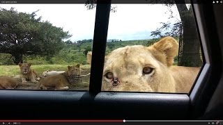 Lion opens car door [upl. by Nnaharas]