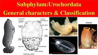 Urochordata  Urochordata General characters and Classification  Classification of Urochordata [upl. by Enilada379]