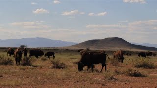 Bison thriving at Mexican ranch near US border [upl. by Malloy]