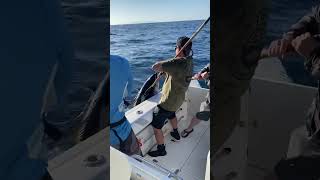 🎣 Reel Life Fishing Charters San Diego CA shorts [upl. by Marcile]