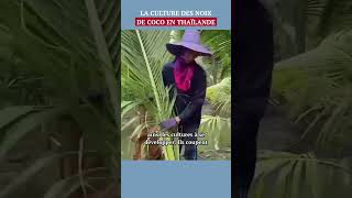 La culture des noix de coco en Thaïlande shorts [upl. by Hintze]