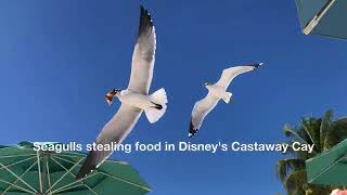 Seagulls stealing food in Disneys Castaway Cay [upl. by Dorris]