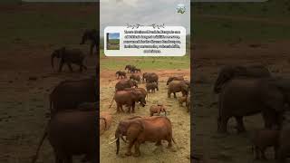 Tsavo National Park Kenya shorts travel destination tsavo [upl. by Conant211]