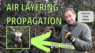 Air Layering Propagation  Cotinus Smoke Tree  Gardening and Gardens [upl. by Aneelahs505]