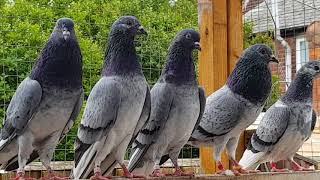 Tippler Pigeons Young Tippler Training [upl. by Anatolio]