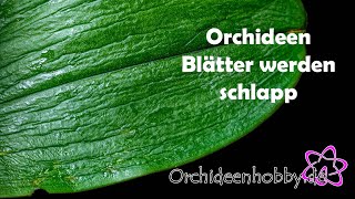 Schlaffe Blätter bei Orchideen  Diese Ursachen solltest du kennen [upl. by Dominik]