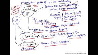 Epstein Barr virus  oncogenic DNA virus  Viral carcinogenesis [upl. by Radnaxela759]