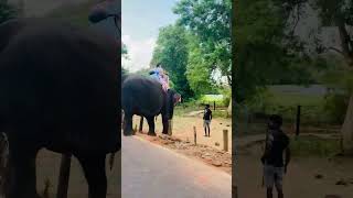 Beautiful Sigiriya and Elephant Back Riding [upl. by Aissyla189]