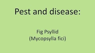 Fig Psyllid Mycopsylla fici [upl. by Eirelav152]