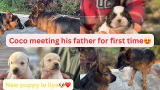 Coco meeting his dad for first time😍new puppy le aaye ghr🥳 [upl. by Ludba]