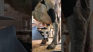 Milking robot fullwood JOZ merlin M2 shorts [upl. by Vedis368]