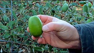 A PROLIFIC Uncommon Fruit Tree EVERY Gardener Should GROW [upl. by Stubbs]