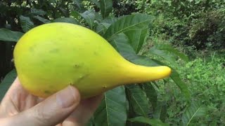 The Abiu Fruit  Pouteria caimito  HD Video [upl. by Assirok810]