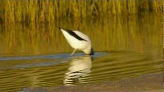 Rednecked Avocet Recurvirostra novaehollandiae  Rotkopfsäbelschnäbler 1 [upl. by Ivets]