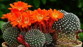 Rebutia Blüten [upl. by Pollard]