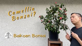 Can you bonsai a camellia  Bonsai Technique  Baikoen Bonsai Club [upl. by Yensehc]